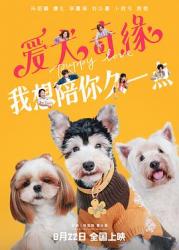 2023国产爱情喜剧《爱犬奇缘》